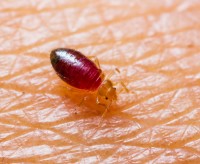 Bed Bugs Control Sydney