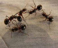 Ants Control Adelaide