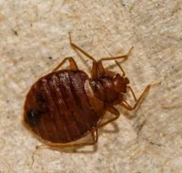 Bed Bugs Control Adelaide