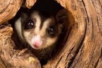 Humane Possum Removal  Adelaide