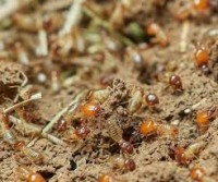 Termite Control Melbourne