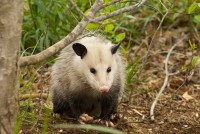 CBD Possum Control Adelaide