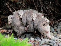 CBD Possum Removal Hobart