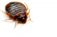 Bedbugs Control Brisbane