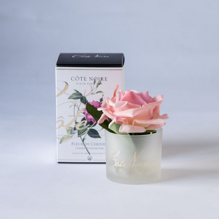 CÔTE NOIRE PERFUMED ROSE - BLOSSOM PINK