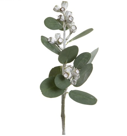 EUCALYPTUS SPRIG