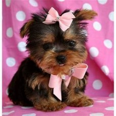 charming tea cup yorkie puppies ready to