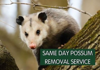 Possum Removal Melbourne