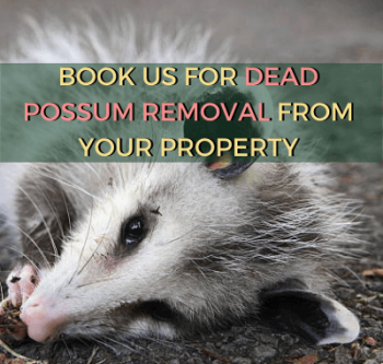 Possum Removal Melbourne