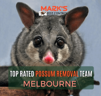 Possum Removal Melbourne