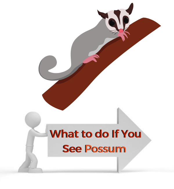 Possum Removal Melbourne