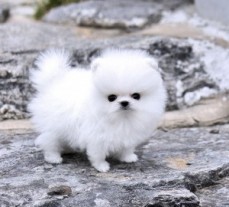 Beautiful Pomeranian puppies Available