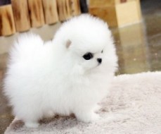 male and female Pomeranian Puppies ready