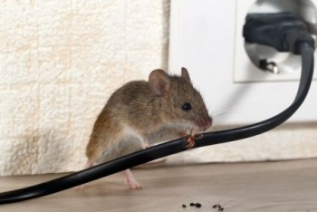 Pest Control Sydney