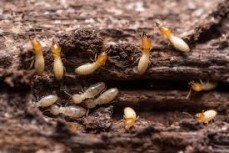 Termite Control Melbourne