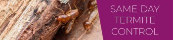 Termite Control Melbourne