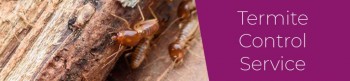 Termite Control Melbourne