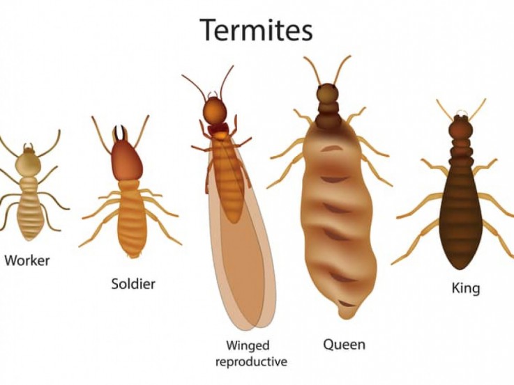 Termite Control Melbourne