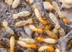 Termite Control Melbourne