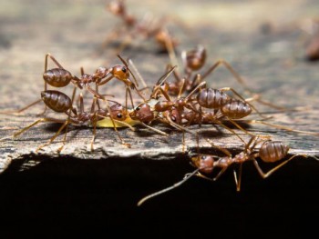 Pest Control Homebush