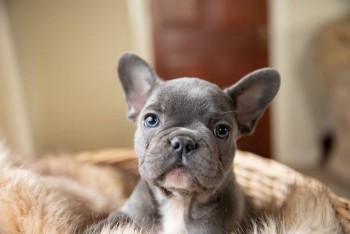 Gray French Bulldog For Sale