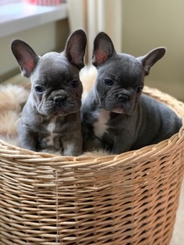 Gray French Bulldog For Sale