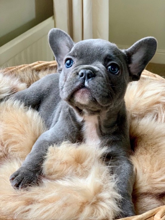 Gray French Bulldog For Sale