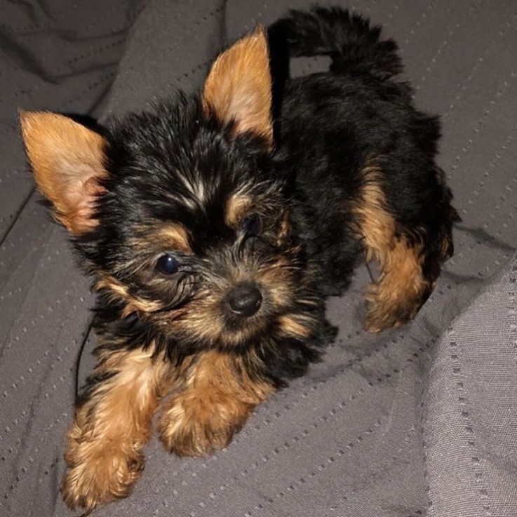  Yorkie Poo Puppies for sale