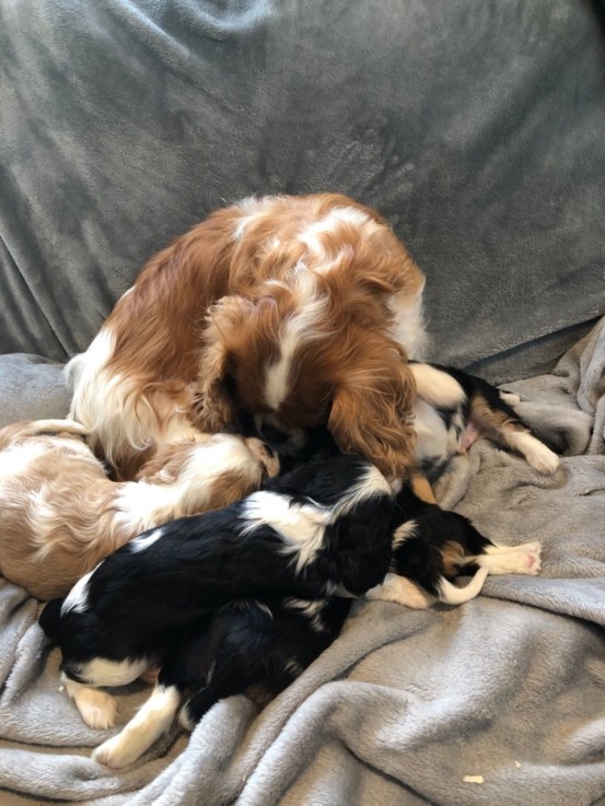 Cava King Puppies For Sale