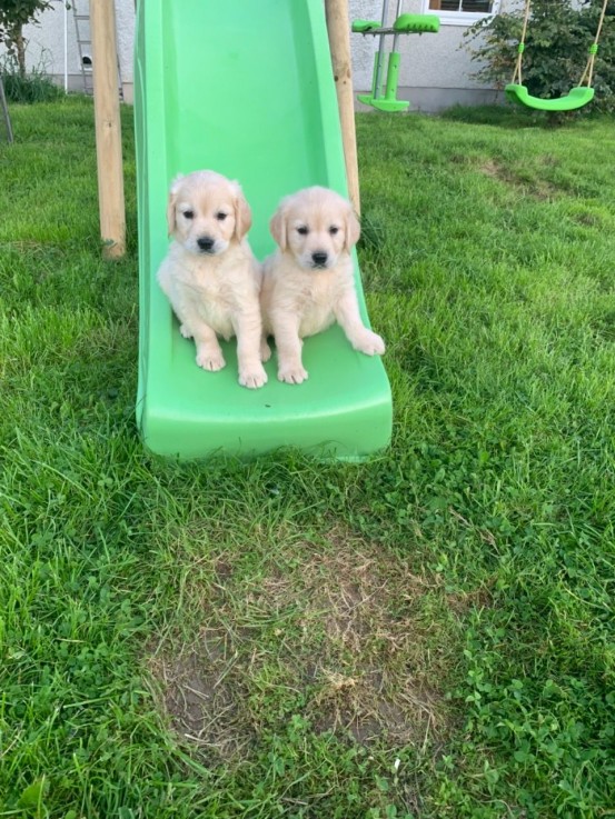 Golden Retriever For Sale