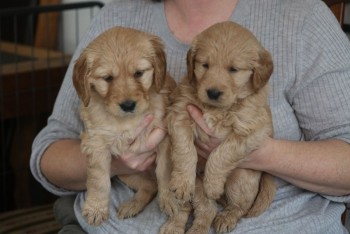 Golden Doodle For Sale