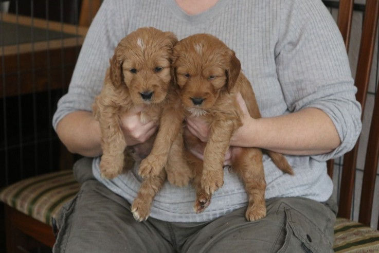 Golden Doodle For Sale