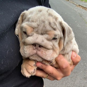 English Bulldog