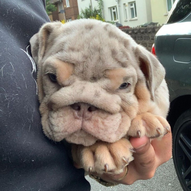 English Bulldog