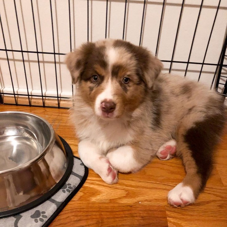 Australian Shepherd For Sale