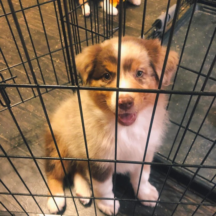 Australian Shepherd For Sale