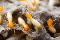 Termite Control Melbourne