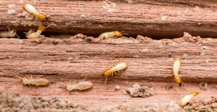 Termite Control Melbourne