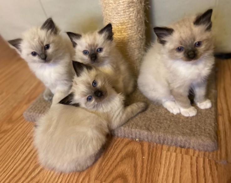 Gorgeous Ragdoll Kittens