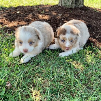 Australian Shepherd For Sale