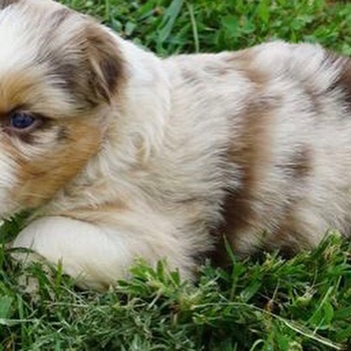 Australian Shepherd For Sale