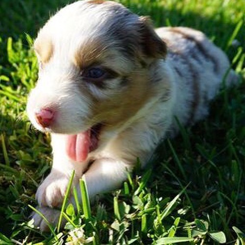 Australian Shepherd For Sale