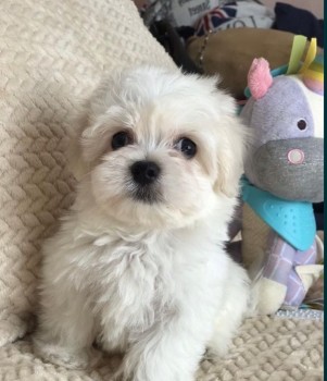 Maltese puppies for sale