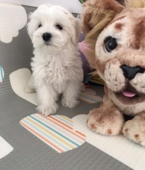 Maltese puppies for sale