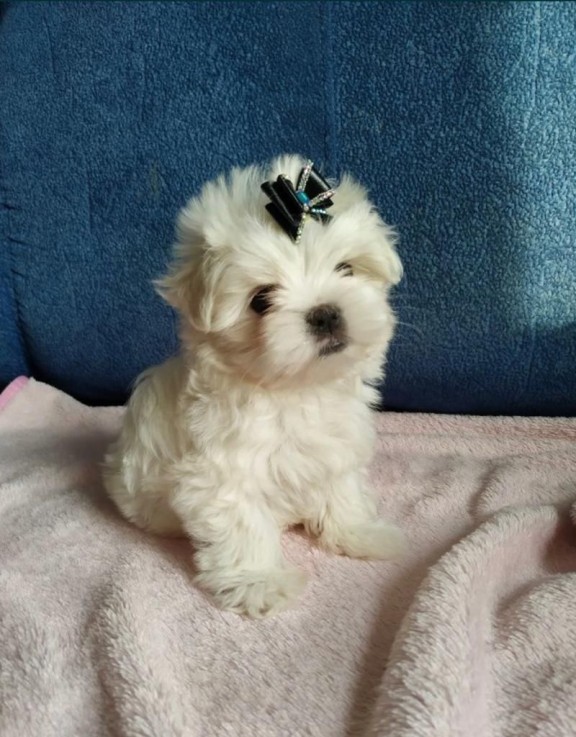 Maltese puppies for sale