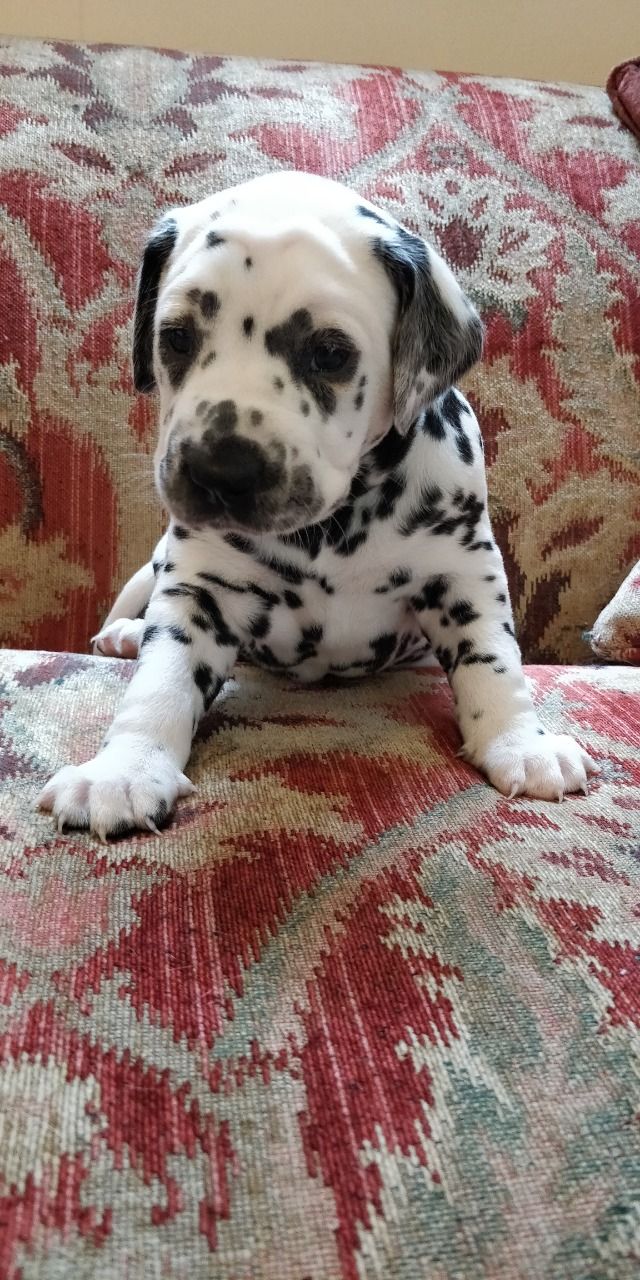 Dalmatian Puppy For Sale