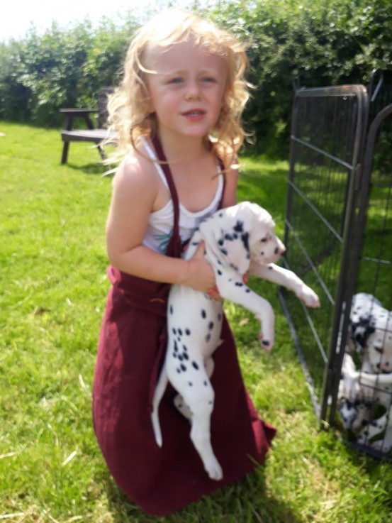 Dalmatian Puppy For Sale