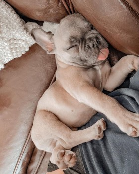 Grey French Bulldog For Sale