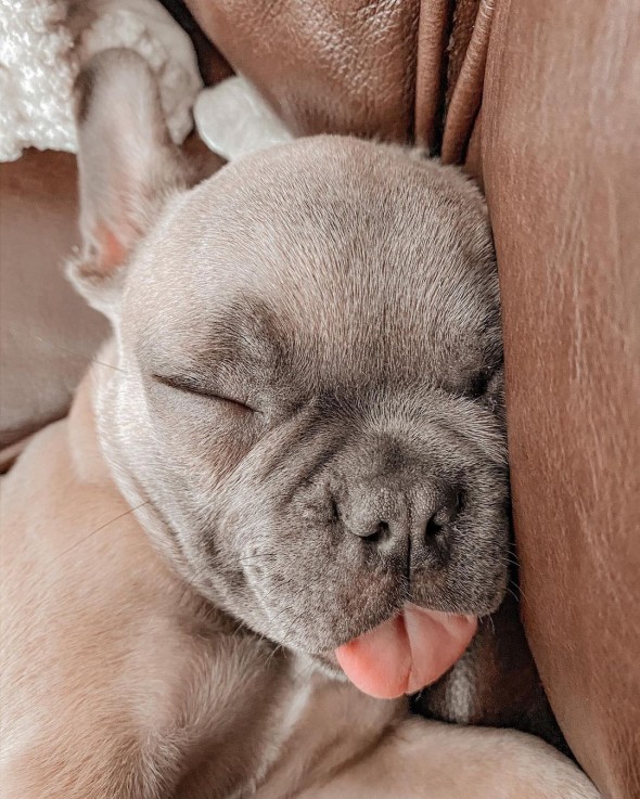 Grey French Bulldog For Sale