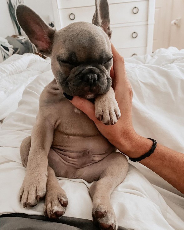 Grey French Bulldog For Sale